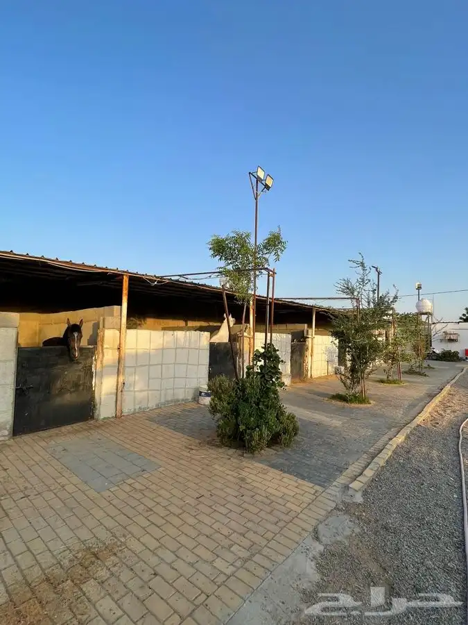مربط ايواء وعسف الخيل وتدريب 4