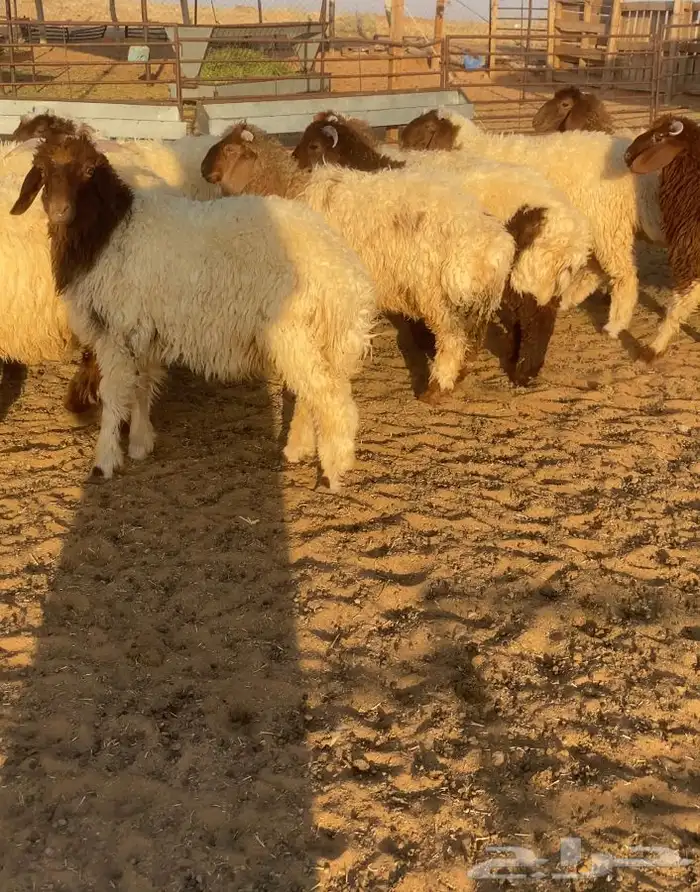 ذبايح للبيع بدومة الجندل 1
