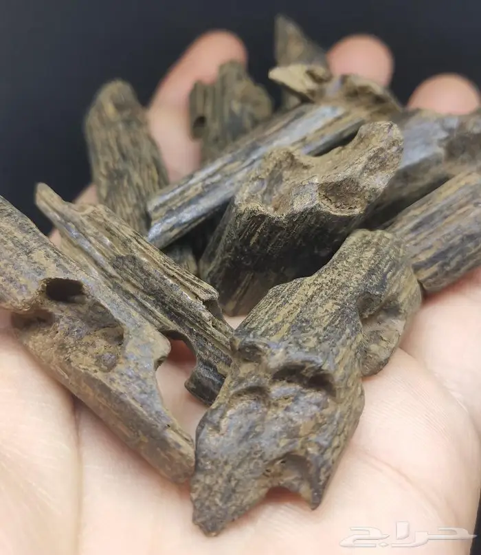 عود كلمنتان بنتلي 1