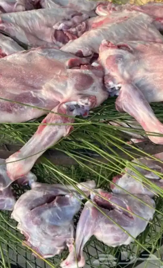 تيوس وطليان مع السلخ والتوصيل او الطبخ والتوصيل 2