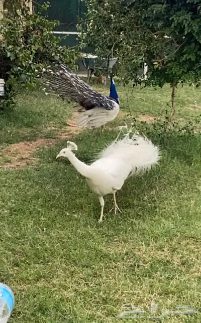 طاووس ابيض 0