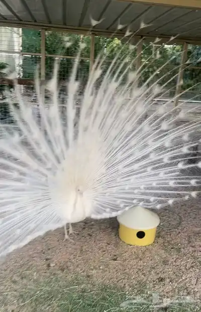 طاووس ابيض 1