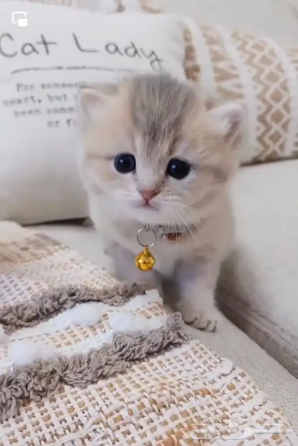 فندقة قطط فندقه ولاده قطط و فندقه تعقيم او اخصاء القطط 0