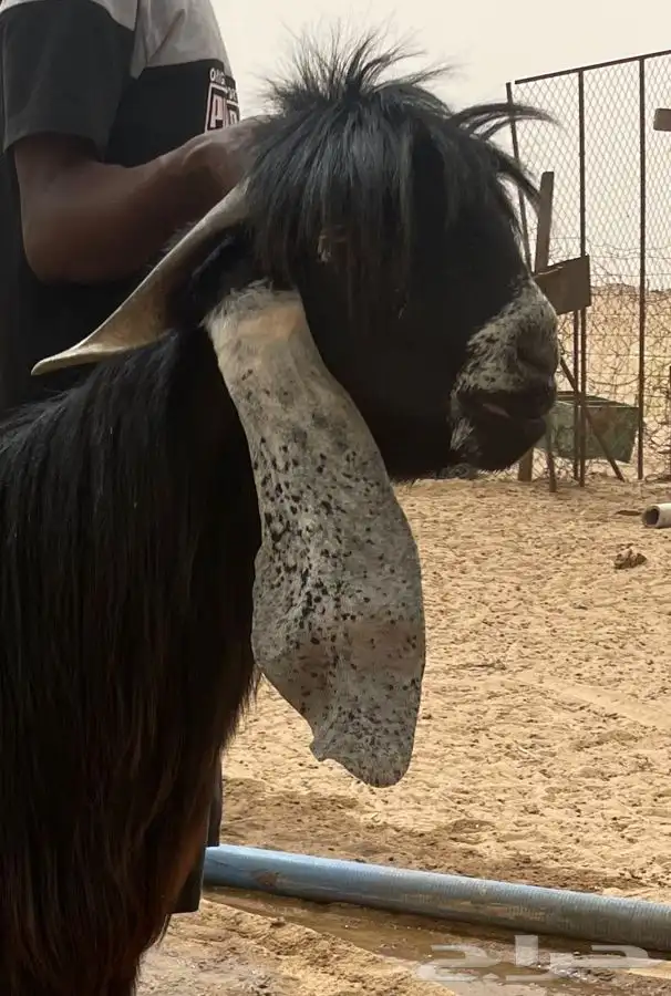تيس فحل عارضي للبيع 0