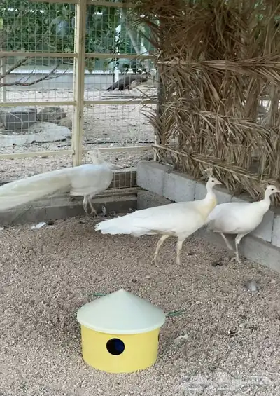 طاووس ابيض 2