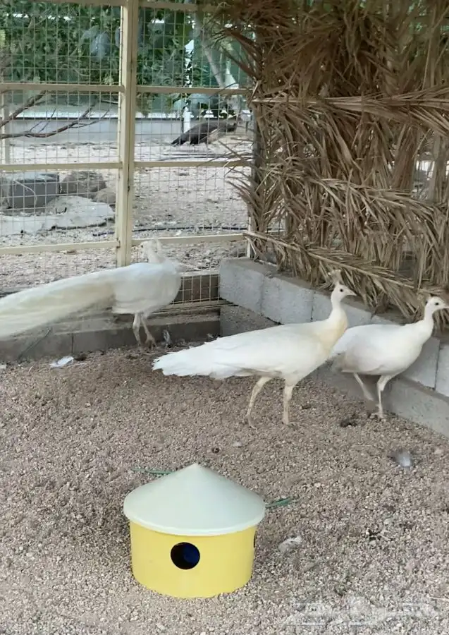 طاووس ابيض 2