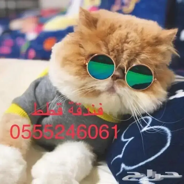 فندقة طيور - قطط - شاهد التقييمات 2