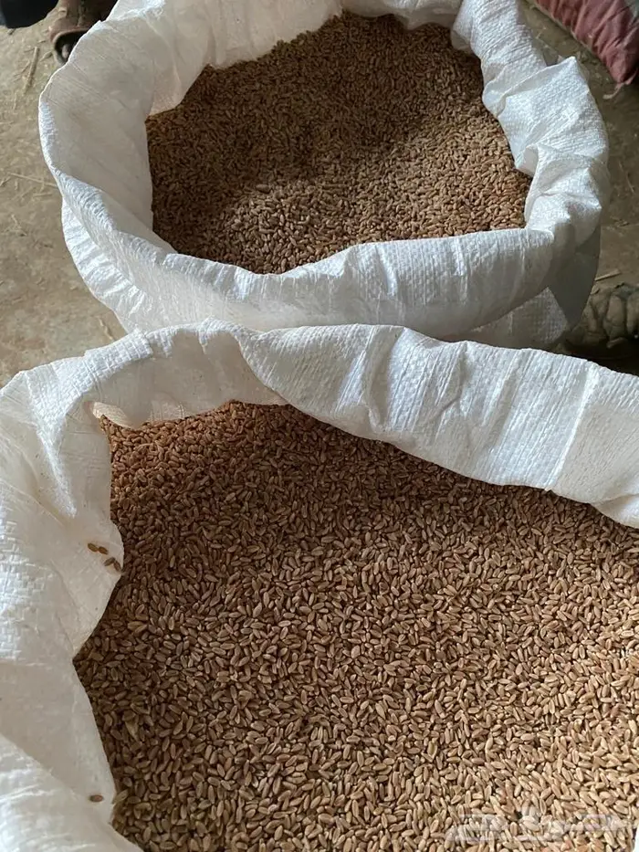 معية صماء بدون كيماوي أو مبيدات 1