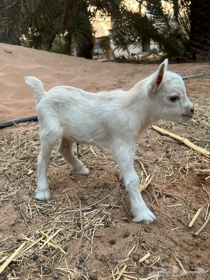 الماعز القزم الصغير ماعز قزم شامل القفص للأطفال 2