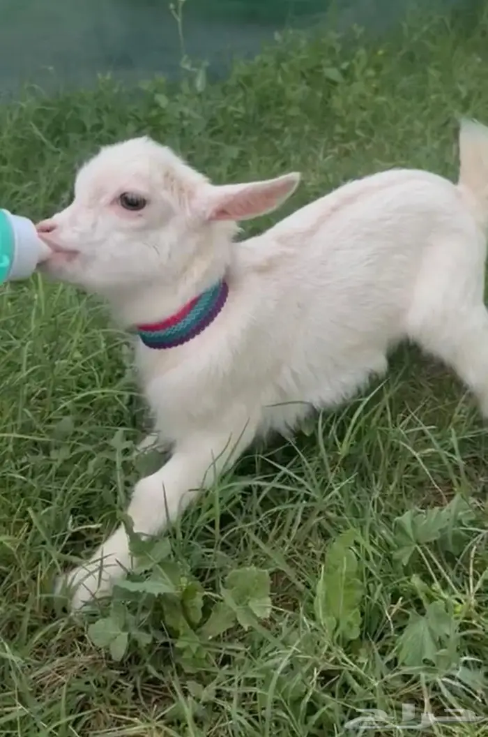 الماعز القزم الصغير ماعز قزم شامل القفص للأطفال 23