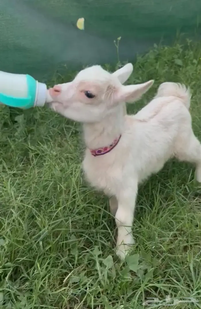 الماعز القزم الصغير ماعز قزم شامل القفص للأطفال 21