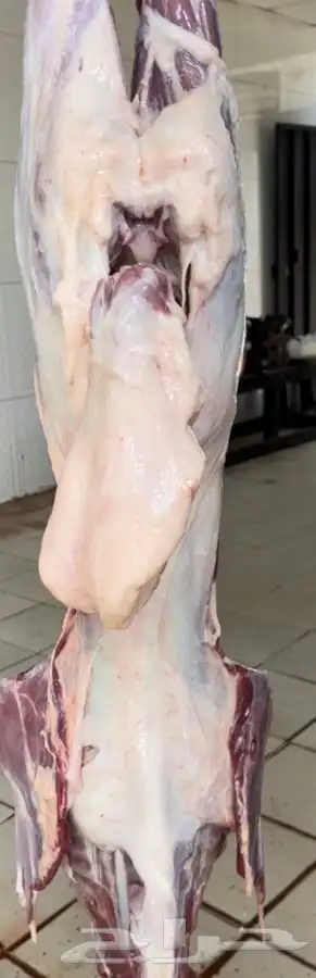 ذبيحتك لبيتك حري فاخر-سواكني 4