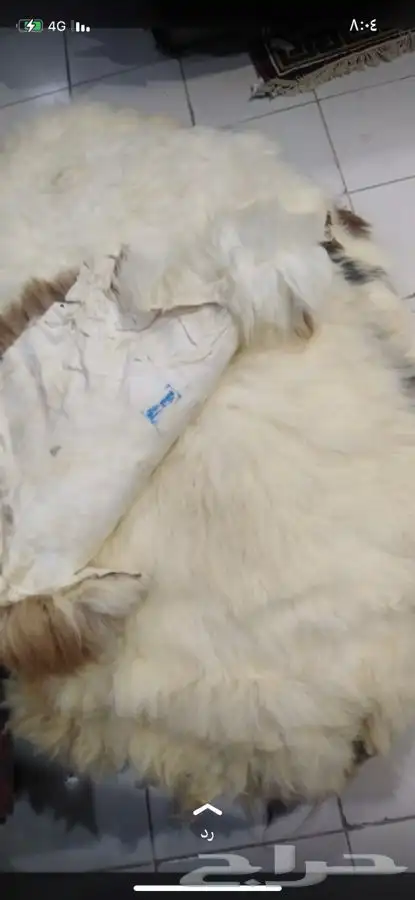 جواعد طبيعيه سوريا 3