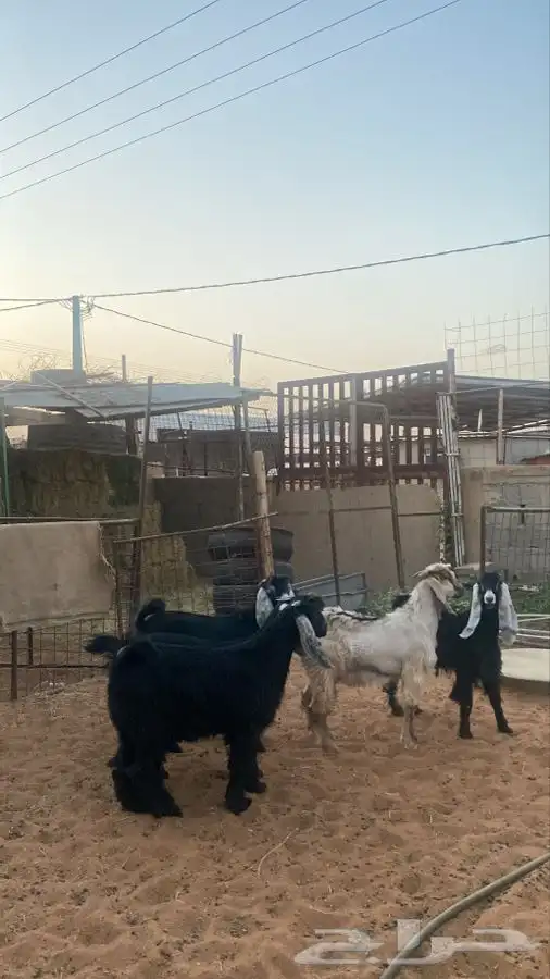 تيوس للبيع 2