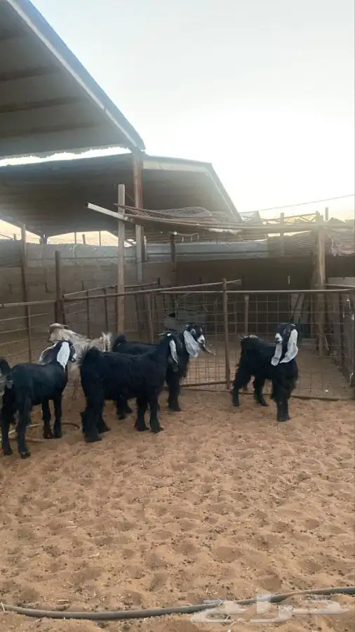 تيوس للبيع 6