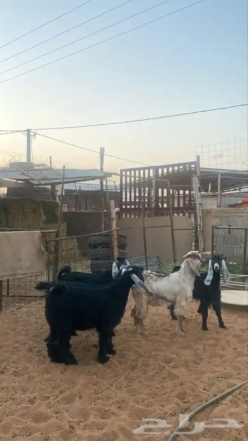 تيوس للبيع 1