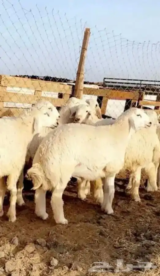 طليان جبره كفووو للمناسبات وقعدان بلدي مشروطه 0