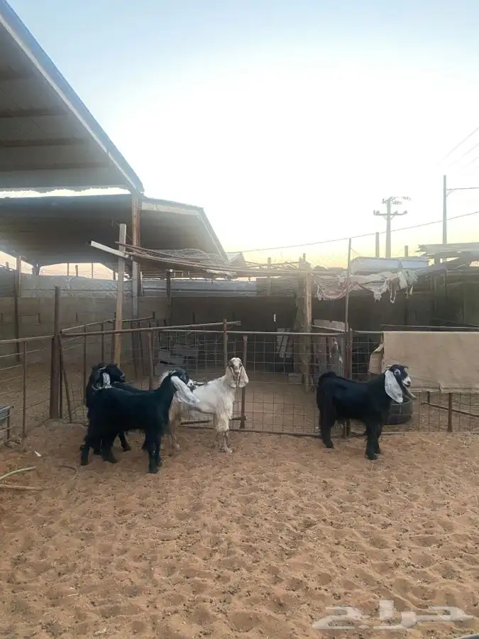 تيوس للبيع 4