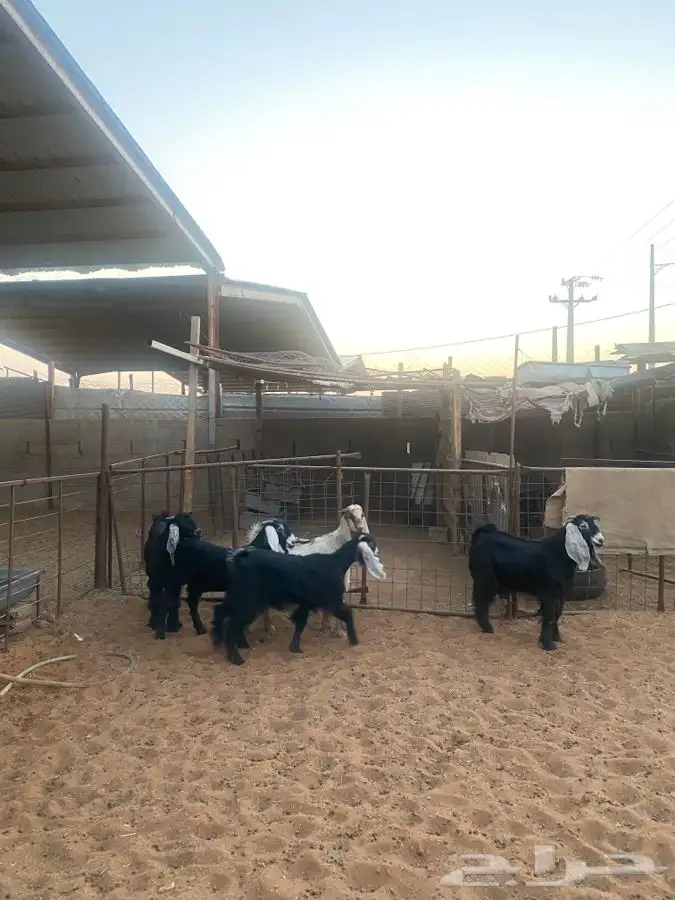 تيوس للبيع 5