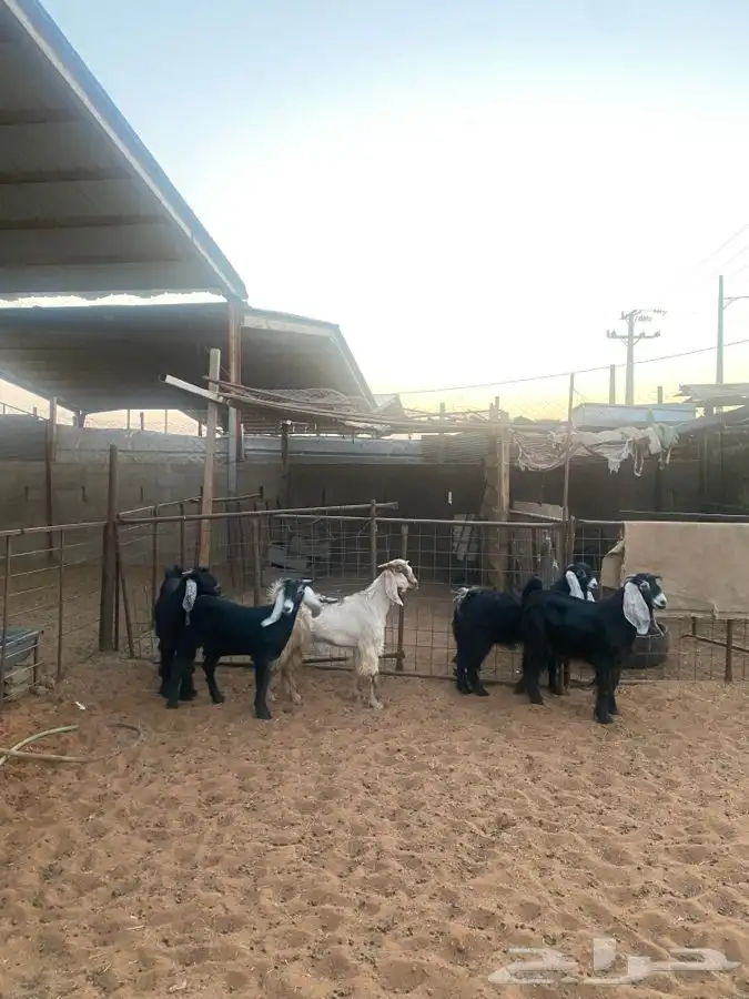 تيوس للبيع 0