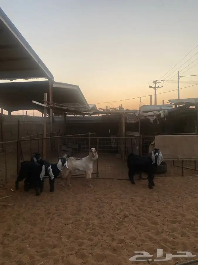 تيوس للبيع 3