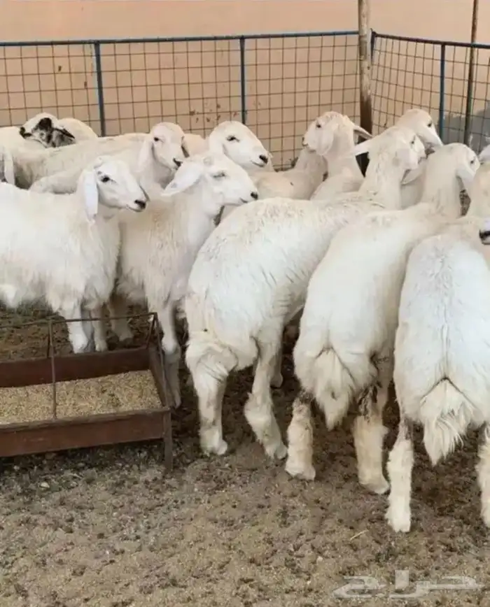 طليان جبره كفووو للمناسبات وقعدان بلدي مشروطه 1