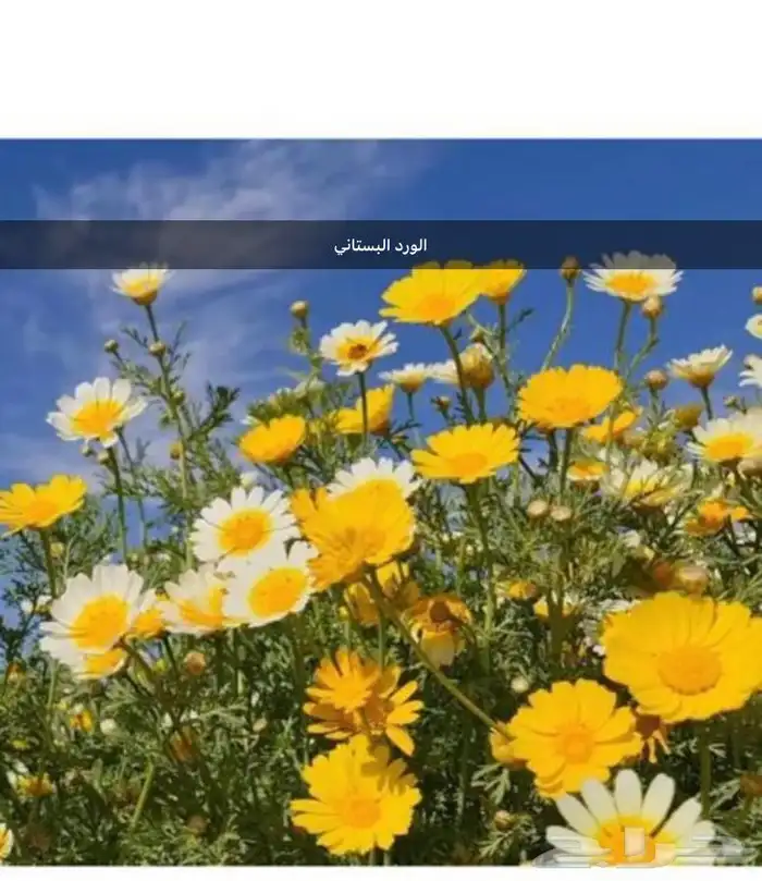 عرض الموسم كل 1000 بذره ب40 ريال 2