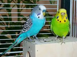 عصافير بادجي مستلزمات للبيع 1