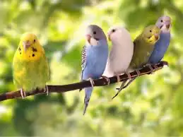 عصافير بادجي مستلزمات للبيع 2