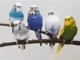 عصافير بادجي مستلزمات للبيع 3
