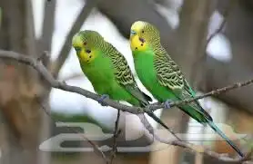 عصافير بادجي مستلزمات للبيع 0