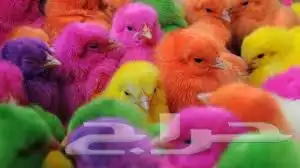 صوص ملون 2