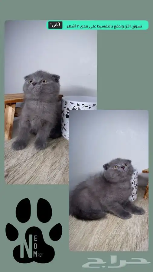 كيتن سكوتش فولد قولد قطه بسه هملايا شيرازي بيرشن انثى ذكر 3