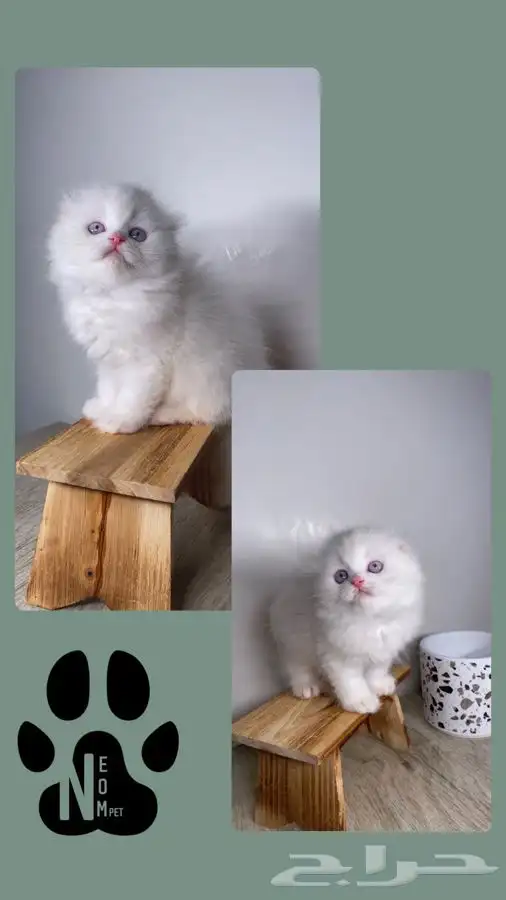 كيتن سكوتش فولد قولد قطه بسه هملايا شيرازي بيرشن انثى ذكر 6