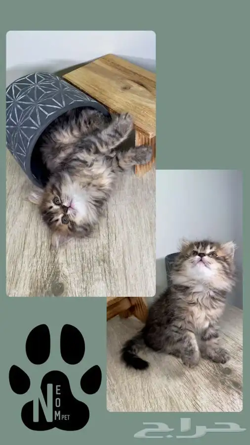 كيتن سكوتش فولد قولد قطه بسه هملايا شيرازي بيرشن انثى ذكر 9