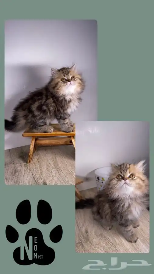 كيتن سكوتش فولد قولد قطه بسه هملايا شيرازي بيرشن انثى ذكر 8