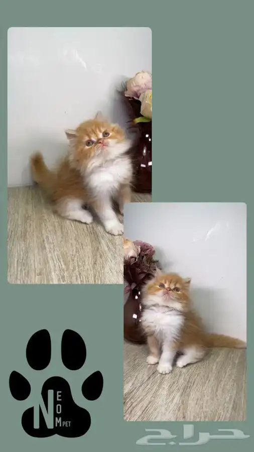 كيتن سكوتش فولد قولد قطه بسه هملايا شيرازي بيرشن انثى ذكر 4