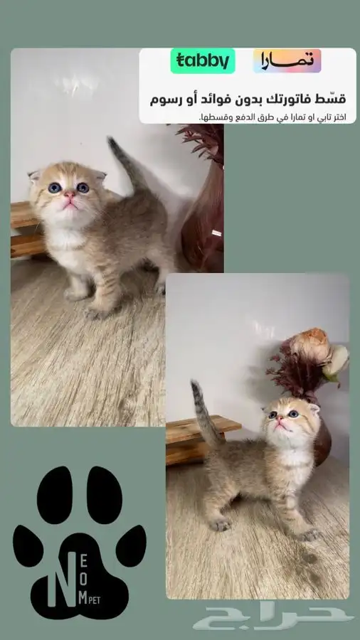 كيتن سكوتش فولد قولد قطه بسه هملايا شيرازي بيرشن انثى ذكر 1