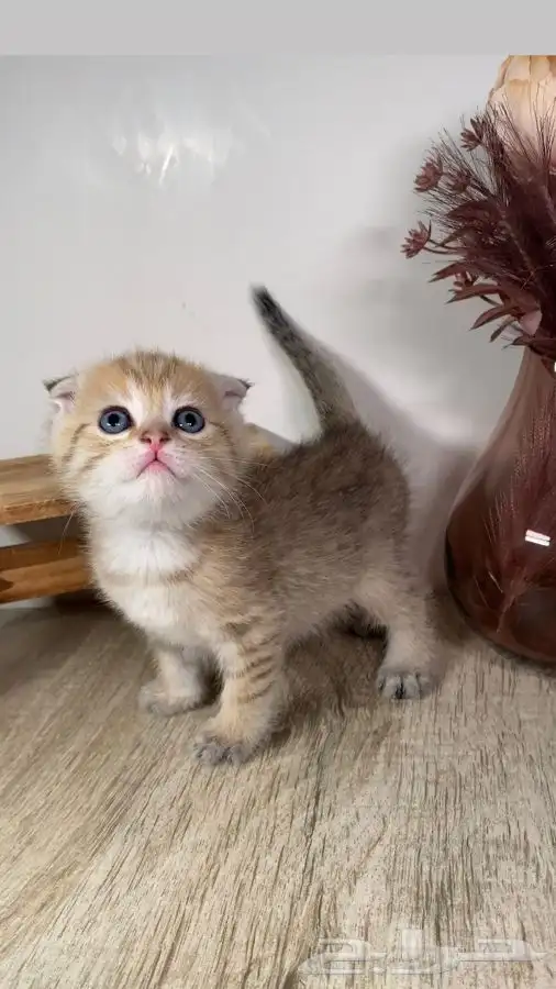 كيتن سكوتش فولد قولد قطه بسه هملايا شيرازي بيرشن انثى ذكر 0