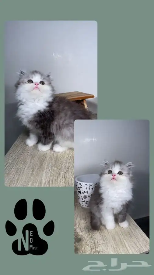 كيتن سكوتش فولد قولد قطه بسه هملايا شيرازي بيرشن انثى ذكر 5