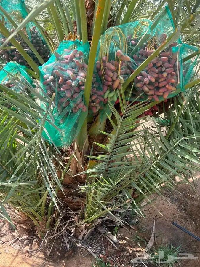 فسايل عنبره 4