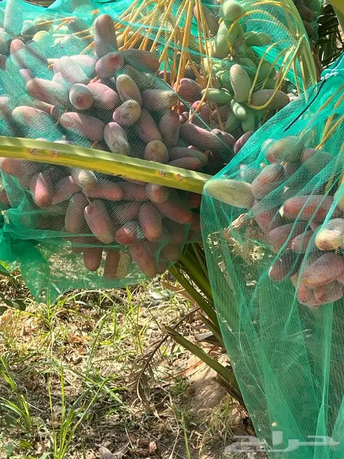 فسايل عنبره 1