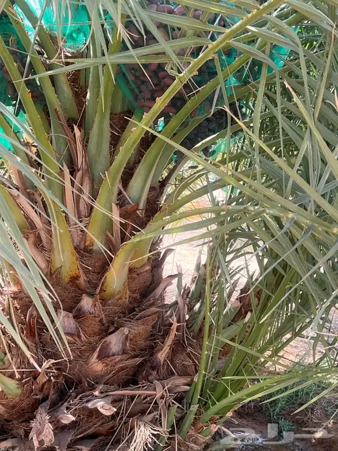 فسايل عنبره 3