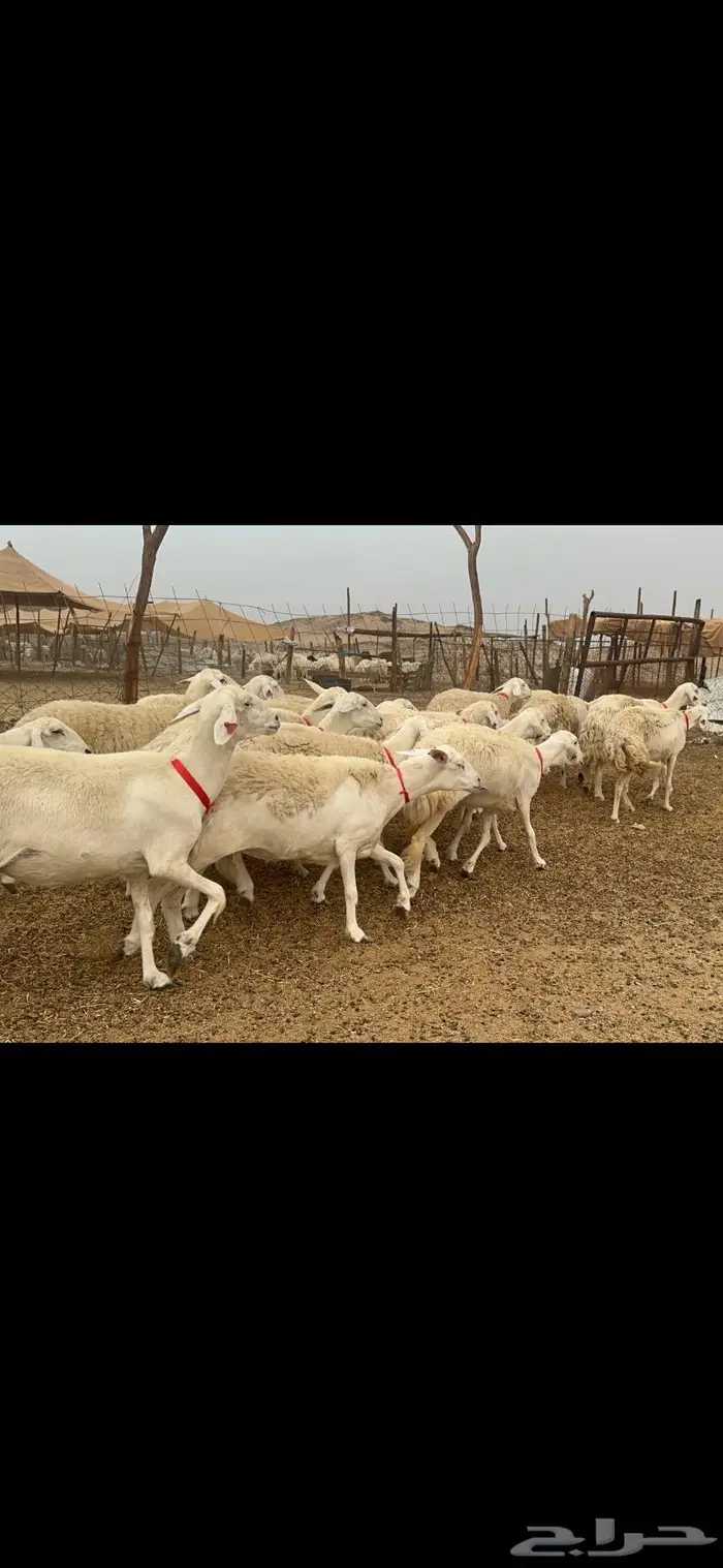 غنم حريات حرش جروم 50 0