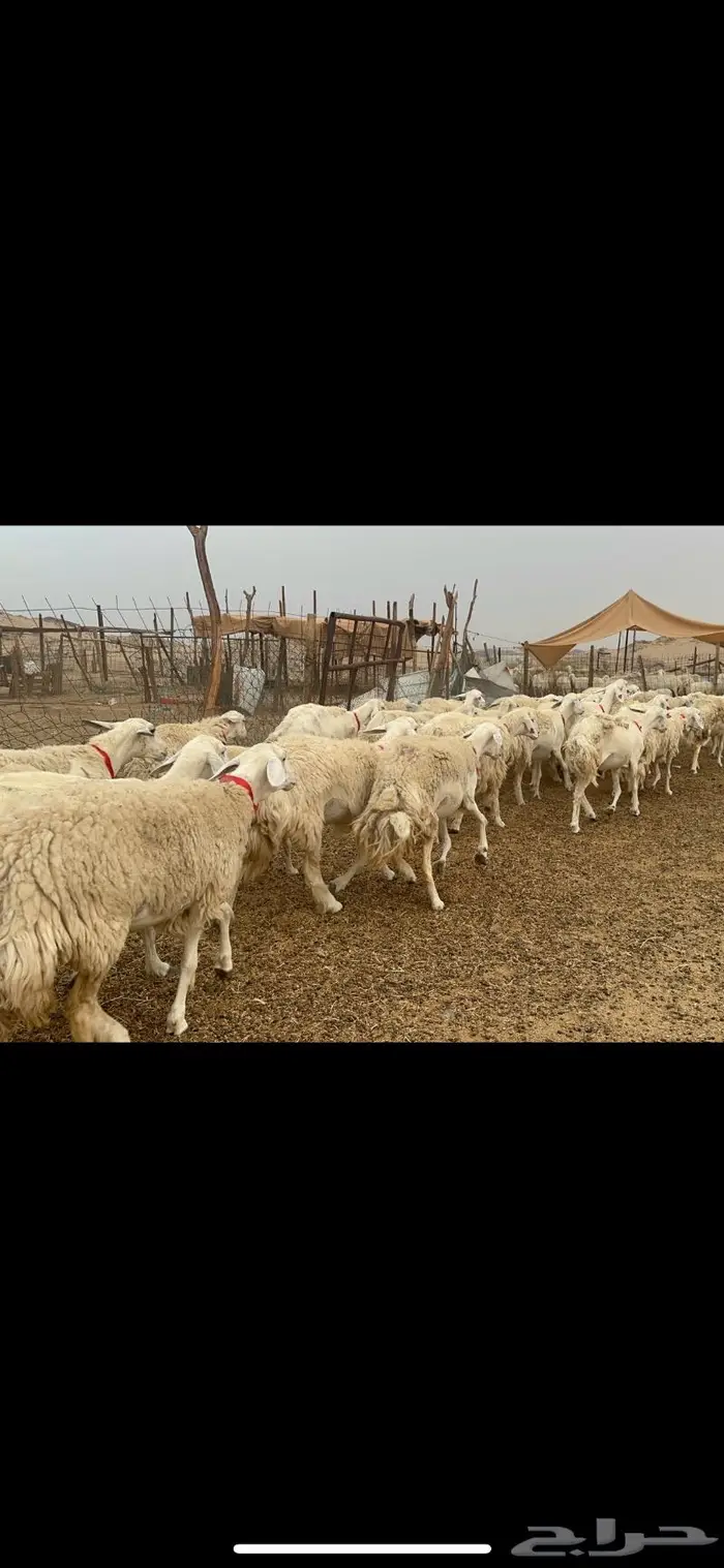 غنم حريات حرش جروم 50 1