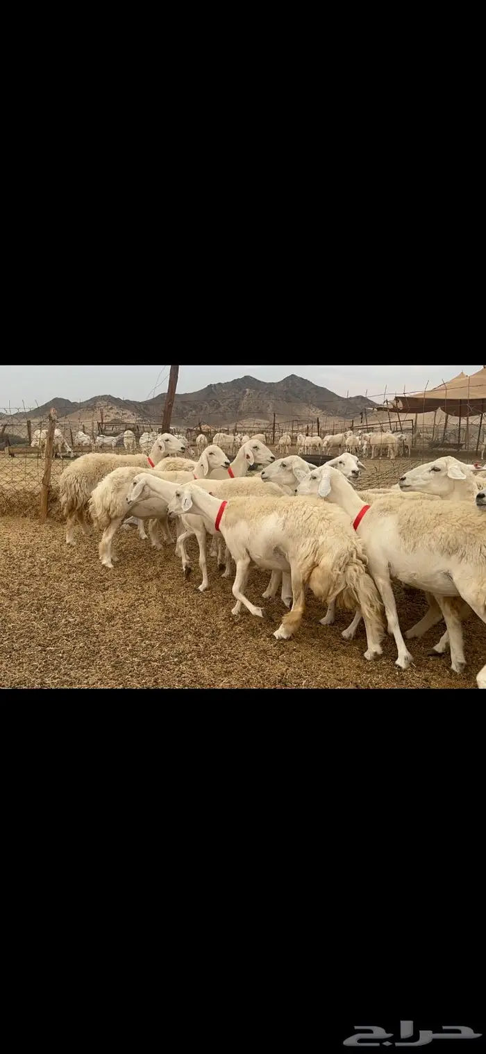 غنم حريات حرش جروم 50 2