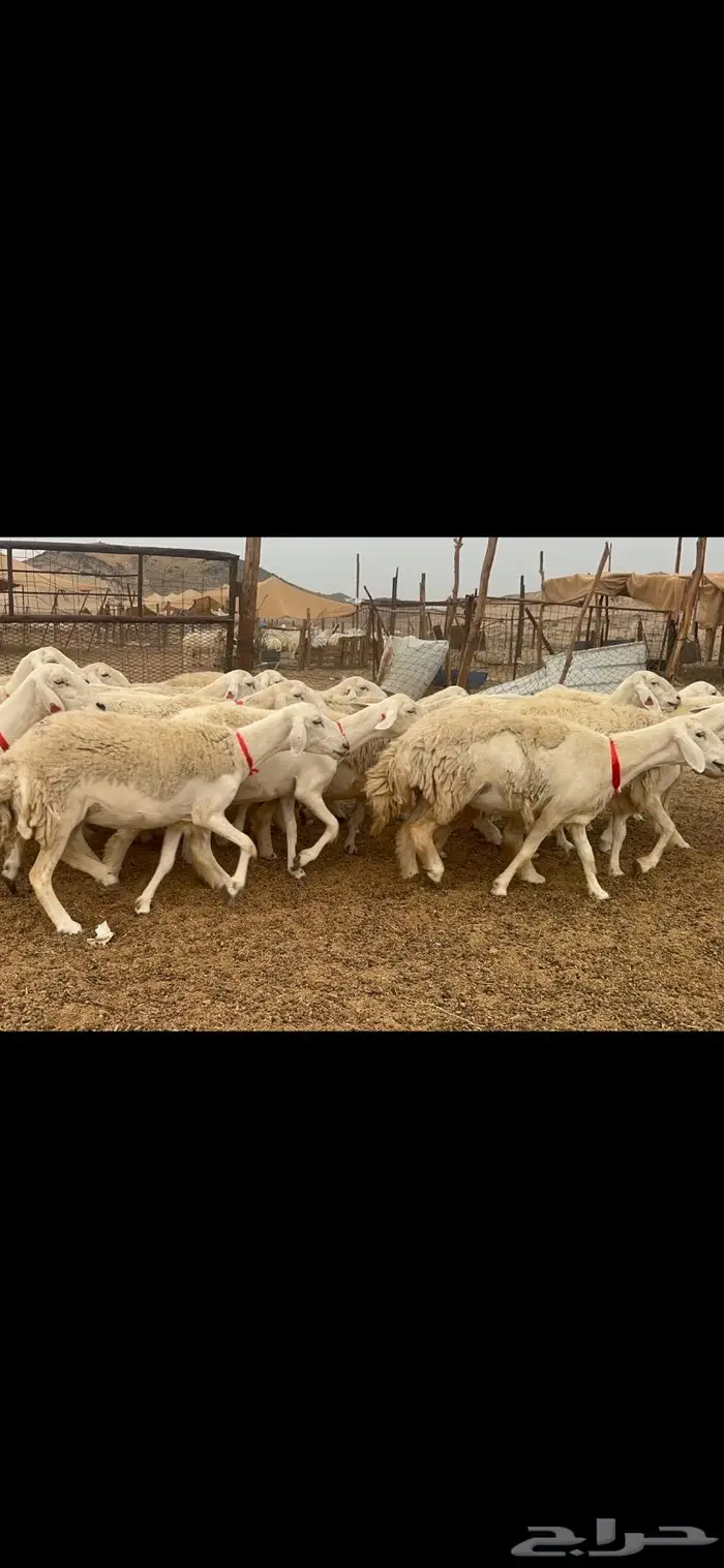 غنم حريات حرش جروم 50 3