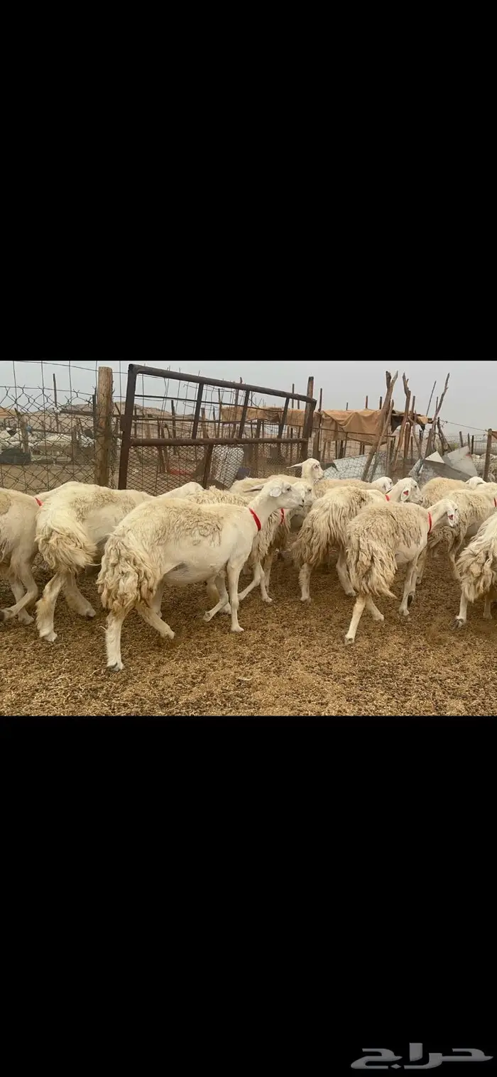 غنم حريات حرش جروم 50 4