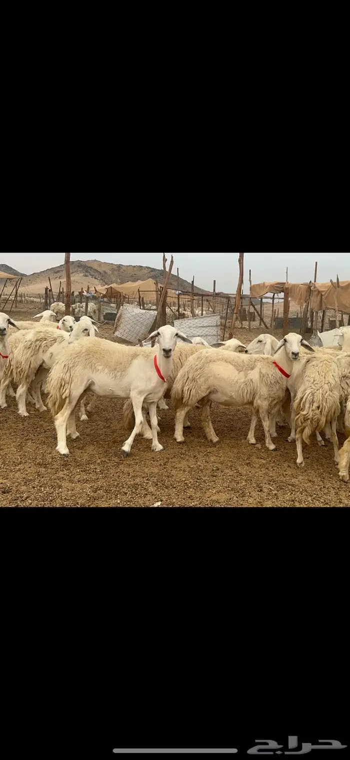 غنم حريات حرش جروم 50 5