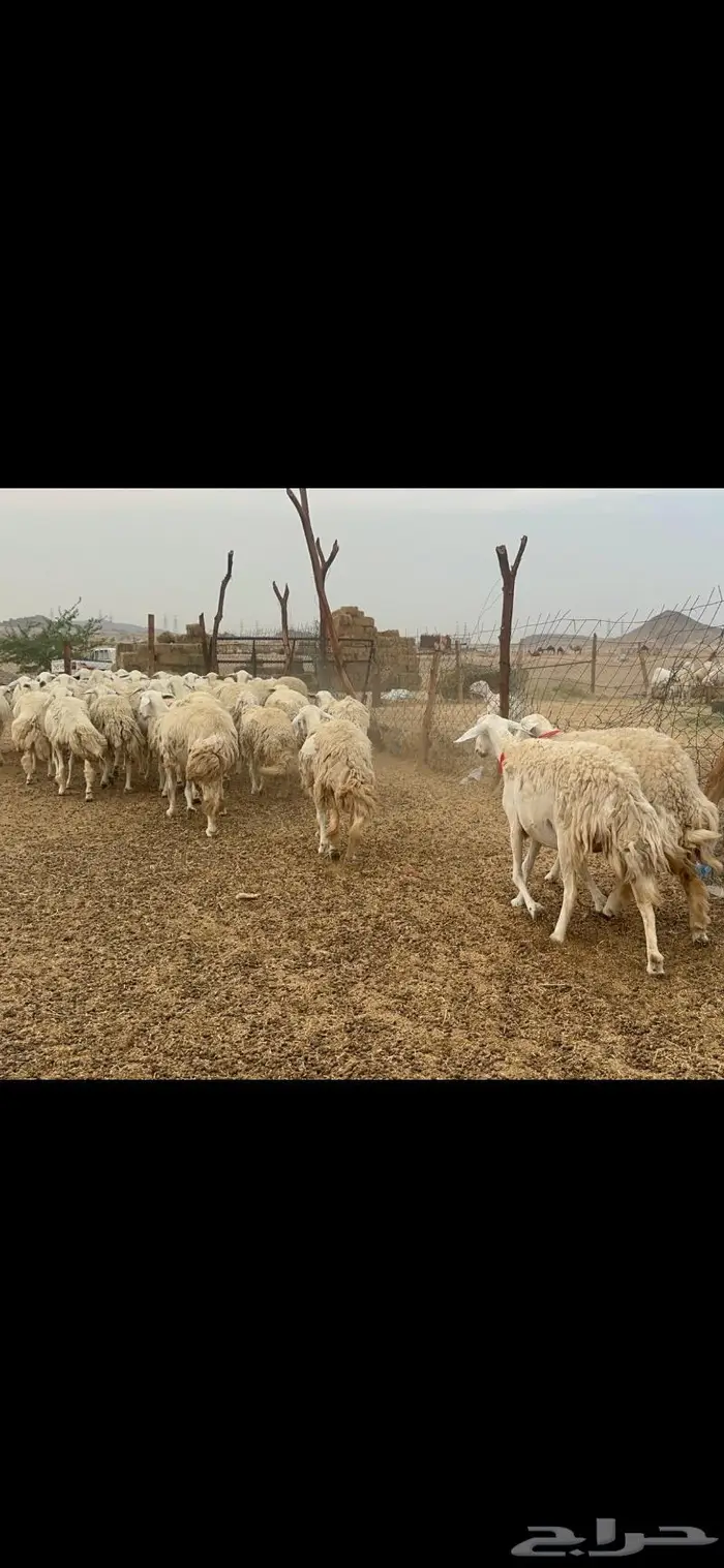 غنم حريات حرش جروم 50 6